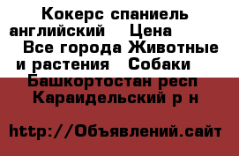 Кокерс спаниель английский  › Цена ­ 4 500 - Все города Животные и растения » Собаки   . Башкортостан респ.,Караидельский р-н